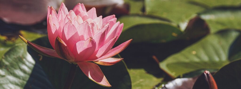 This image has an empty alt attribute; its file name is water-lily-3604470_1280-e1711076781285-1024x380.jpg