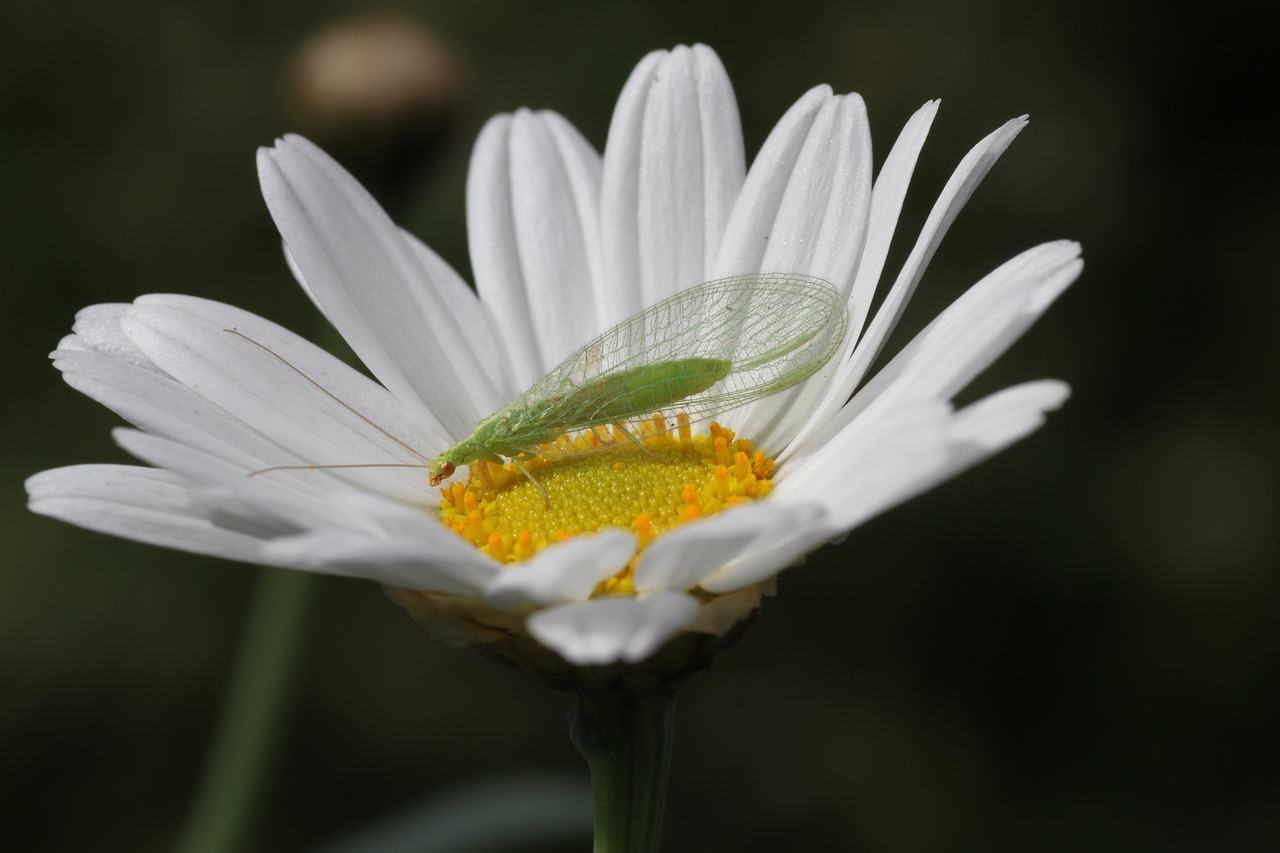 Beneficial Mites and Insects