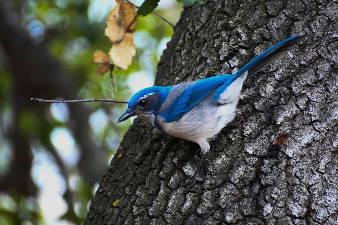 Avian Use of Restored Oak Woodland